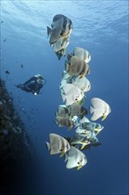 Divers observe group of longfin batfish