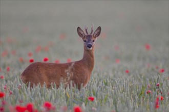 Roe deer