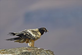 Young Bearded Vulture