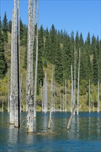 Dead trunks of Picea schrenkiana pointing out of water in Kaindy lake or Submerged Forest