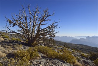 Ancient juniper tree on Jabal Shams plateau