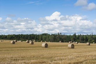 Harvested wheat field with bales of straw