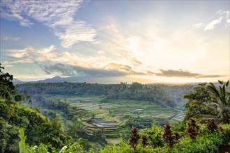 View of rice terraces and Gunung Agung volcano at sunrise