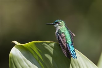 Long-tailed sylph