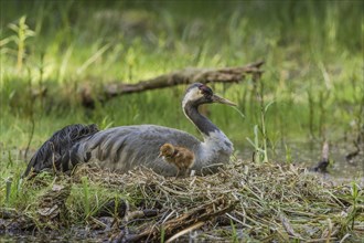 Common or Eurasian crane