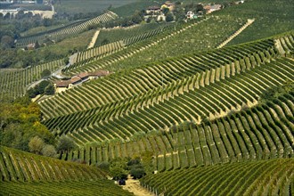 Nebbiolo vineyards
