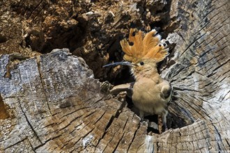 Hoopoe