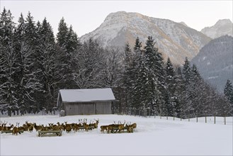 Deer feeding in winter