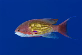 Male sea goldie
