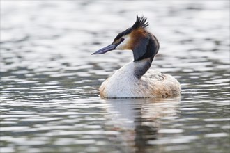 Great crested grebe