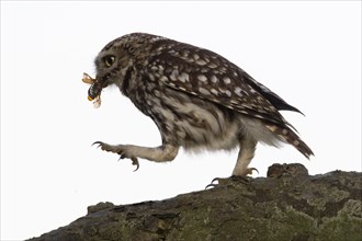 Little owl