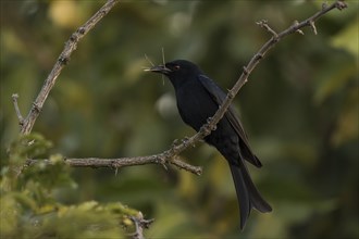 Fork-tailed drongo