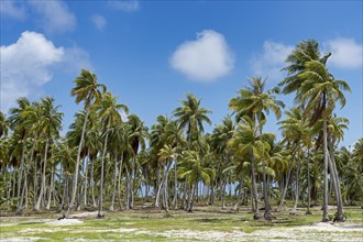 Palm grove in Rangiroa Atoll
