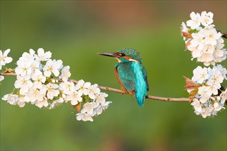 Kingfisher