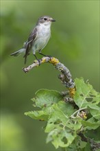 Collared flycatcher