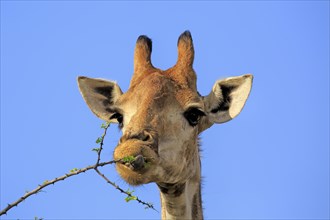 Cape Giraffe