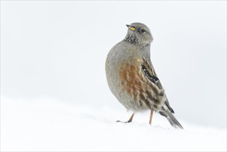 Alpine Accentor