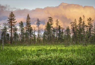 Pine forest with pink clouds in wetland