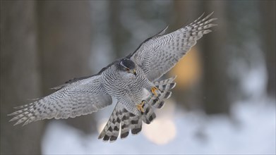 Northern goshawk