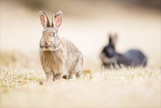 Wild rabbits