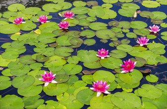 Lily Pads and blossoms