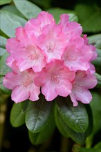 Rhododendron