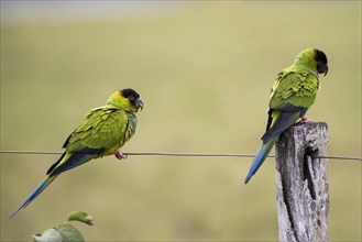 Nanday Parakeets