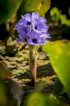 Flowering water hyacinth
