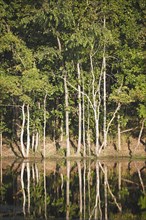 Trees reflected in Twenty Thousand Lake