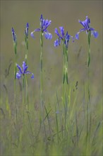 Siberian irises or Siberian flags