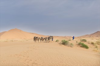 Caravan with camels in Sahara desert