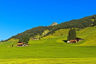 Alpine meadows with mountain farm and protection forest