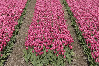 Pink tulip field in bloom near Alkmaar