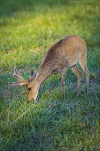 Pampas deer