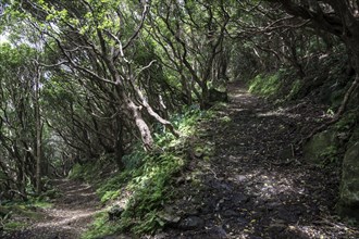 Walking trail through typical vegetation on the northeast coast near Ponta Ruiva