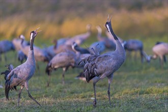 Common or European cranes