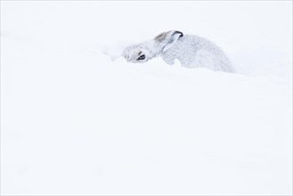 Mountain hare