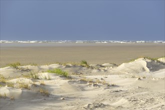 Foredunes with sand drifts