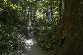 Trail in Hoh Rainforest