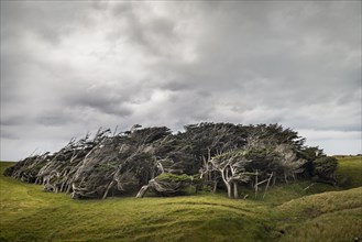 Trees shaped by the wind