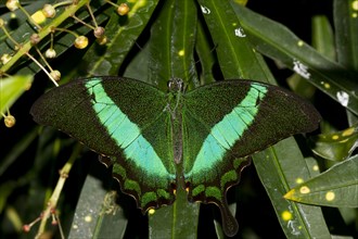 Green Swallowtail