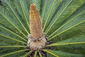 Japanese palm fern