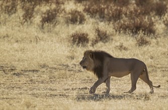 Kalahari-Lion