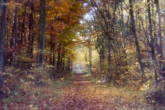 Forest trail in autumn