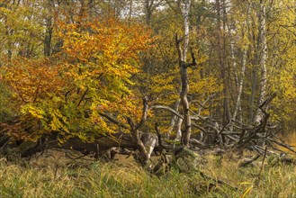 Autumn alluvial forest with dead wood