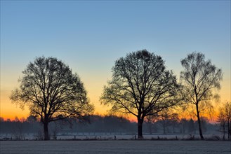 Leafless trees at dawn