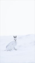 Mountain hare