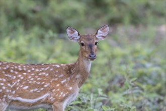 Spotted deer or Chital