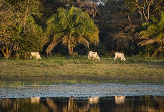 Landscape with Nelore cattle in the southern Pantanal
