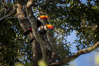 Two giant toucans
